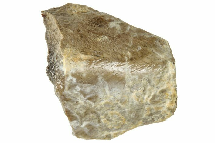 Fossil Tyrannosaur (T rex) Bone Section - Wyoming #313879